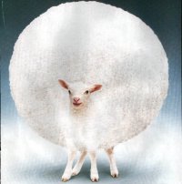 Image of Innocent Lamb
